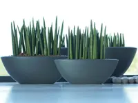 Dracaena angolensis in the pot