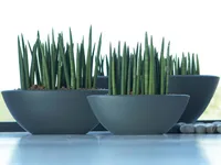 Dracaena angolensis in the pot