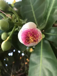 Box Fruit Tree (Barringtonia asiatica) plant