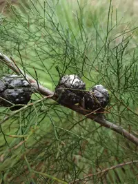 Mallee Pine