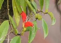 Aeschynanthus parviflorus