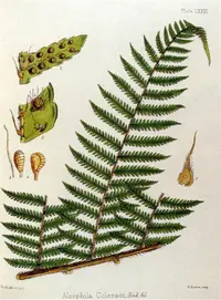creeping tree fern