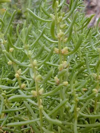 turtleweed