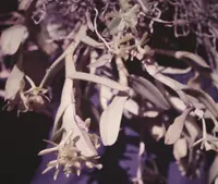 Epidendrum difforme