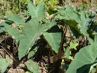 Taro