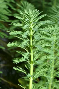 parrot feather watermilfoil