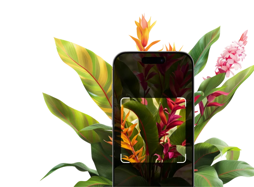 Tropical Plant Identification – Hero