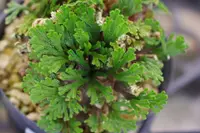 Peacock Moss (Selaginella uncinata) plant