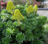 Tree Aeonium (Aeonium arboreum) plant