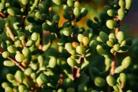 Portulacaria afra