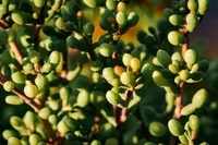 Portulacaria afra