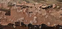Corticium erikssonii