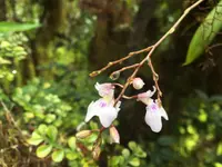 Ionopsis utricularioides
