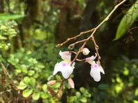 Ionopsis utricularioides