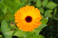 Pot marigold
