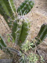 Chiotilla