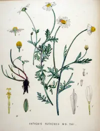 Eastern Chamomile