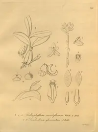 Bulbophyllum molossus