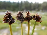 twotipped sedge (Carex lachenalii) plant