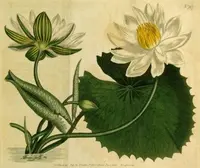 Egyptian white water-lily