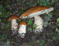 aspen bolete (Leccinum insigne) plant
