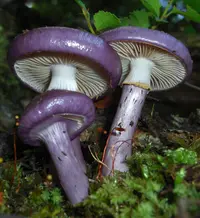 Cortinarius magellanicus