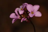 Waldo rockcress (Arabis aculeolata) plant