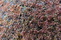 Red Azolla