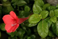 Coral Creeper (Barleria repens) plant