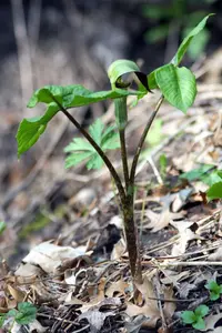 Jack in the pulpit (Arisaema triphyllum) plant