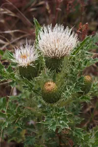 Alameda County thistle
