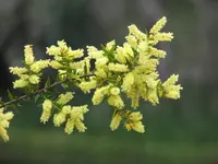 Spike Wattle (Acacia oxycedrus) plant