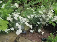 Andorran Milfoil (Achillea chamaemelifolia) plant