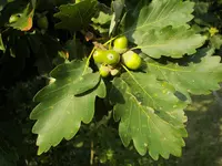Sessile Oak (Quercus petraea) plant
