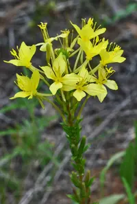 Cleland's evening primrose (Oenothera clelandii) plant