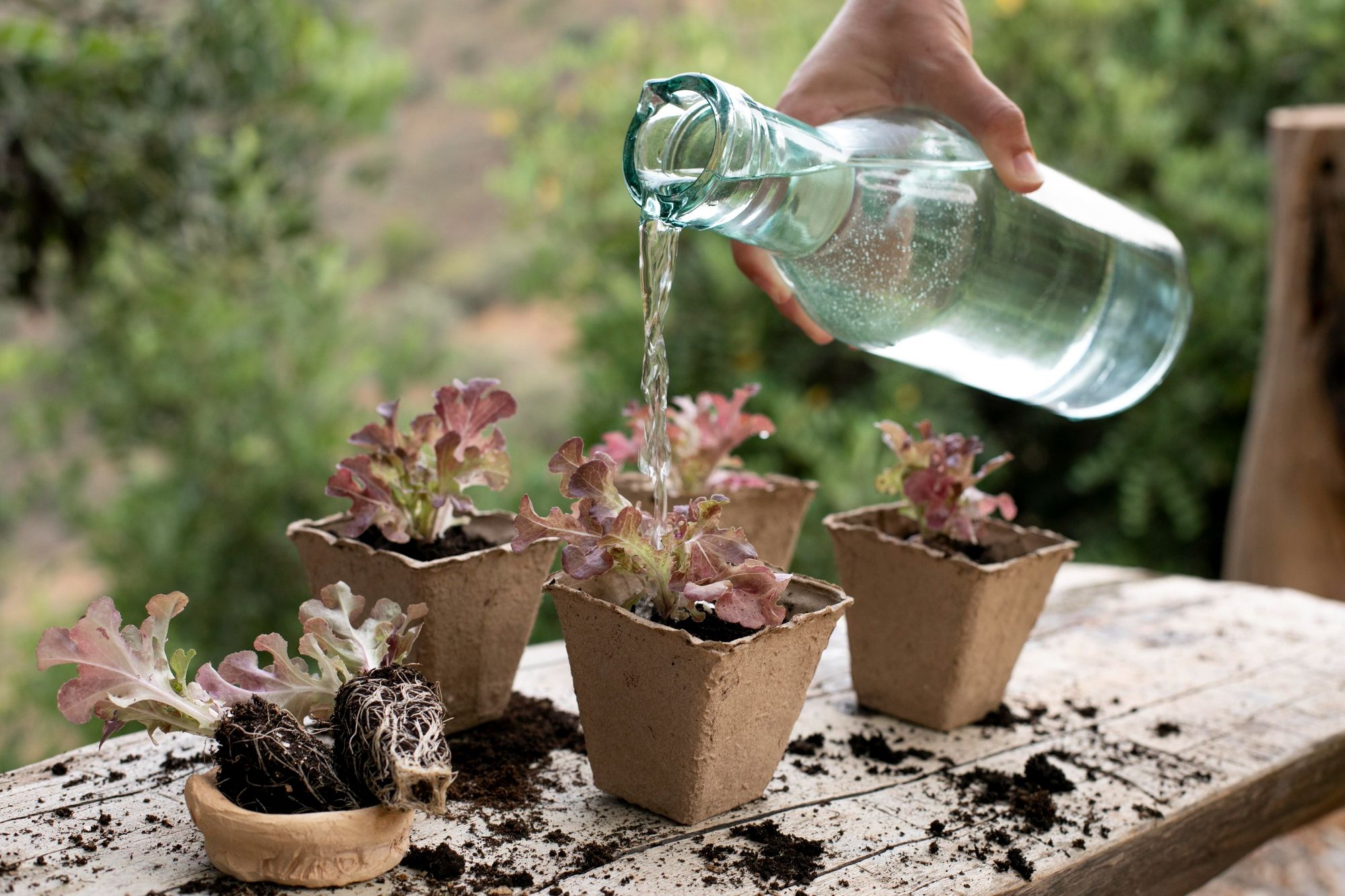 How to Make Tap Water Safe for Plants