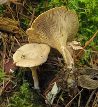 Clitocella popinalis