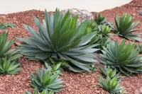 Agave americana in the garden