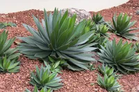 Agave americana in the garden
