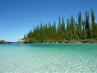 New Caledonia pine