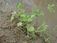 spinyfruit buttercup