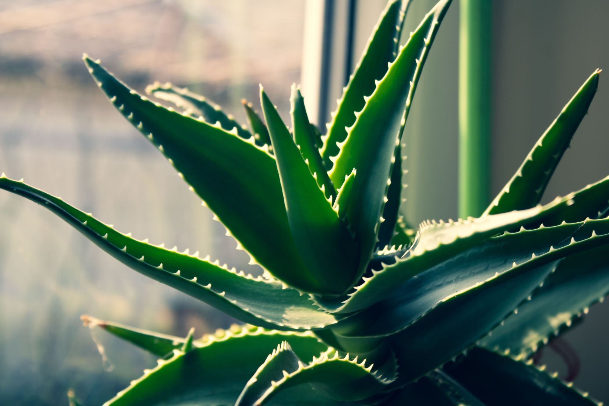Thorny Plants - Aloe