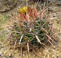 San Diego barrelcactus