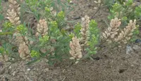 Alyssum turkestanicum (Alyssum turkestanicum) plant
