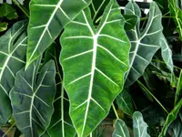 Alocasia Frydek