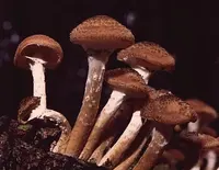 honey mushroom