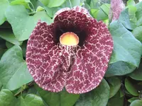 elegant dutchman's pipe