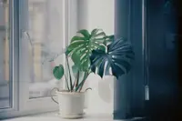 Monstera adansonii in the pot