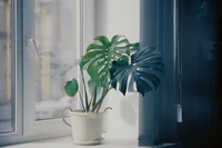 Monstera adansonii in the pot