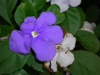 southern raintree